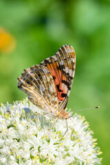 Butterfly on blossom flower in green nature..