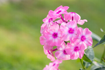 Fototapeta premium Blooming brush of perennial decorative pink phlox large, backlit.