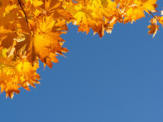 Fototapeta na wymiar Golden leaves of maple tree in warm autumn and blue sky background