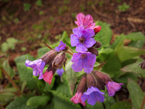 Pretty Pulmonaria Saccharata / Mrs Moon / Bethlehem Lungwort Flowers