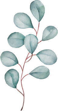 Floral eucalyptus branch. Silvery green leaves clipart isolated. Watercolor illustration for wedding, greetings, wallpapers © colnihko