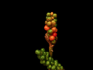 Green and Orange Lords and Ladies Arum Berries on Black