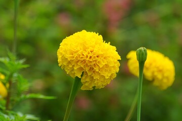 Beautiful yellow marigolds on a tree with blurred background.