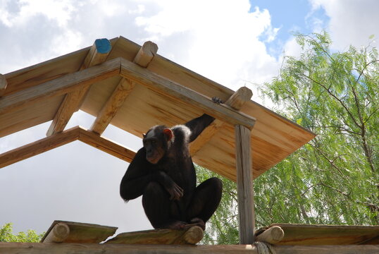monkey