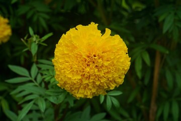 Beautiful yellow marigolds on a tree with blurred background.