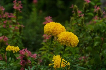 Beautiful yellow marigolds on a tree with blurred background.