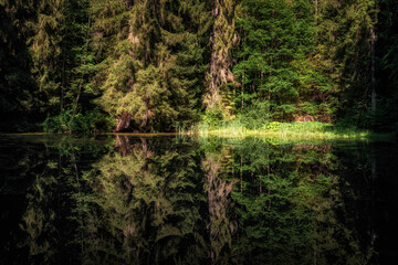 Reflection of trees on the quiet water surface of a lake in the forest