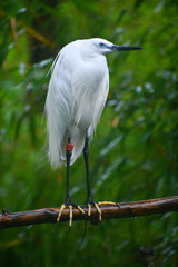 Little egret