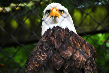 American bald eagle