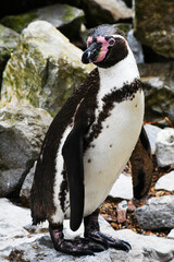 Naklejka premium penguin on the rocks