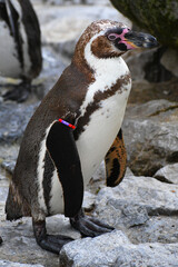 Penguin on the beach