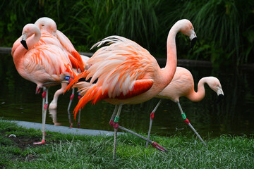 Beautiful pink flamingos birds at Mechelen Zoo