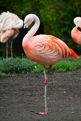 Pink flamingo in the zoo