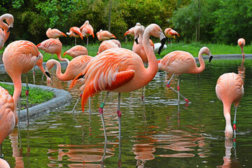 Group of pink flamingos