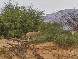 Male Kudu feeding in an ephemeral river bed Namibia