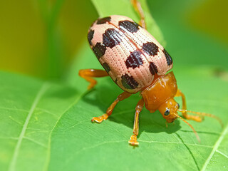 state potato beetle on green leaf