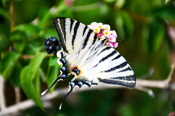 butterfly on a flower