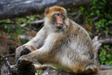 Japanese macaque sitting