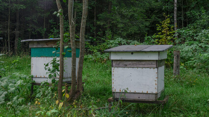Fototapeta premium Wooden beehives and bees in apiary in the forest. Beekeeping or apiculture concepts.