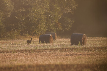 A small roe deer stands in a field in the early summer morning. Wildlife without humans