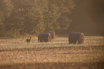 Kussenhoes A small roe deer stands in a field in the early summer morning. Wildlife without humans © makedonski2015