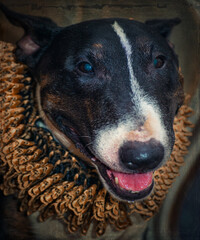 Fancy victorian style dog