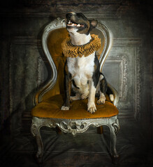 Fancy victorian style dog