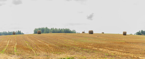 Obraz premium Hay bales on the field after harvest. Landscape of straw bales on agricultural field. Countryside landscape.