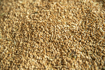 grain wheat close-up. Place of storage of grain and harvest in the elevator storage before export. Bulk cargo bunkering with grain.