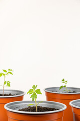 Growing tomatoes from seeds, step by step. Step 9 - transplanted sprouts in pots.