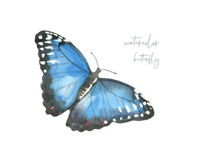 Watercolor spring butterfly illustration, insect, flying,bumble bee,fly, wasp nursery decor isolated for greeting card, poster, invitation, baby shower, wedding, sticker, shabby chic, scrapbooking diy
