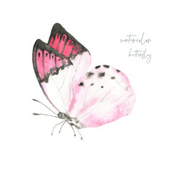 Watercolor spring butterfly illustration, insect, flying,bumble bee,fly, wasp nursery decor isolated for greeting card, poster, invitation, baby shower, wedding, sticker, shabby chic, scrapbooking diy