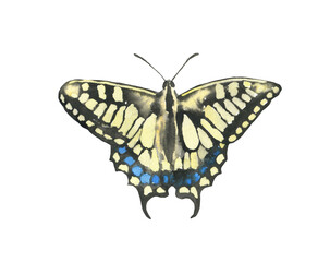 Watercolor spring butterfly illustration, insect, flying,bumble bee,fly, wasp nursery decor isolated for greeting card, poster, invitation, baby shower, wedding, sticker, shabby chic, scrapbooking diy