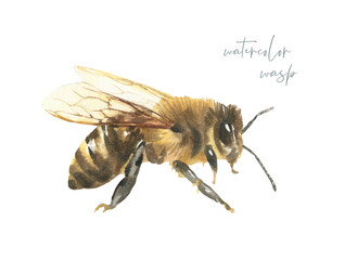 Watercolor spring wasp, bee illustration, insect, flying,bumble bee,fly, nursery decor isolated for greeting card, poster, invitation, baby shower, wedding, sticker, shabby chic, scrapbooking diy