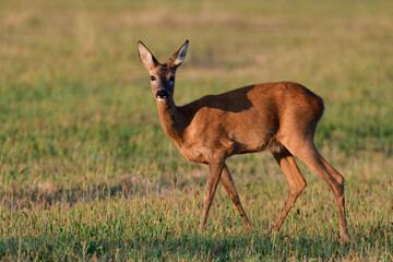 Roe deer female stands on a meadow and looks, summer, north rhine westphalia, germany, (capreolus capreolus) © Photohunter
