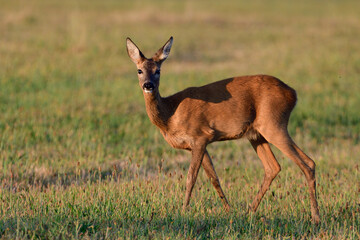 Roe deer female stands on a meadow and looks, summer, north rhine westphalia, germany, (capreolus...