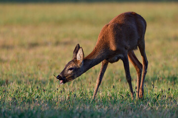 Roe deer female standing on a meadow and grazing, summer, north rhine westphalia, germany, (capreolus capreolus)