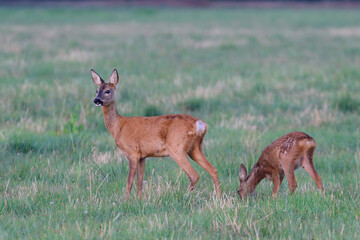 Roe deer female stands with her fawn on a meadow and looks attentively, summer, north rhine westphalia, germany, (capreolus capreolus)