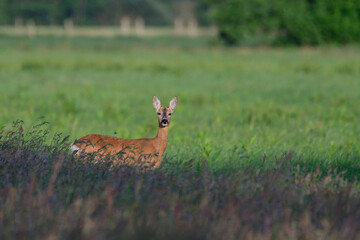 Naklejka premium Roe deer female stands on a meadow and looks, summer, north rhine westphalia, germany, (capreolus capreolus)