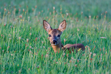 Roe deer female lying in a meadow and resting, summer, north rhine westphalia, germany, (capreolus capreolus)