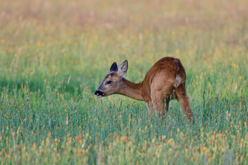 Roe deer female standing on a meadow and grazing, summer, north rhine westphalia, germany, (capreolus capreolus)