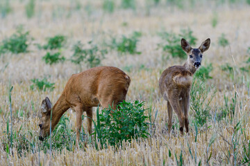 Roe deer female stands with her fawn on a field and looks attentively, summer, north rhine westphalia, germany, (capreolus capreolus)