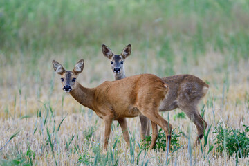 Naklejka na ściany i meble Roe deer female stands with her fawn on a field and looks attentively, summer, north rhine westphalia, germany, (capreolus capreolus)