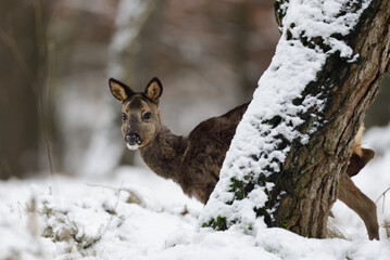 Roe deer female standing on forest meadow in snow and looking, winter, lower saxony, germany, (capreolus capreolus)