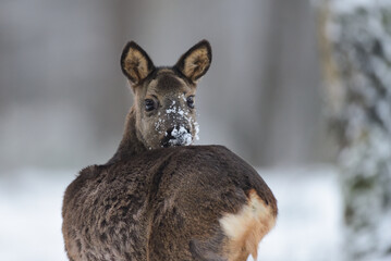 Roe deer female standing on forest meadow in snow and looking, winter, lower saxony, germany,...