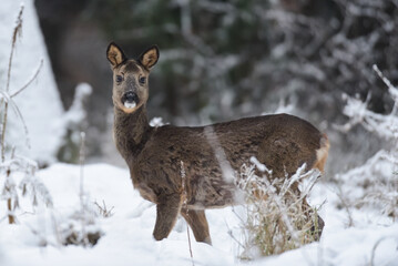 Roe deer female standing on forest meadow in snow and looking, winter, lower saxony, germany, (capreolus capreolus)