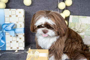 9 month old shih tzu with its tongue out and looking at a gift box with a golden bow.
