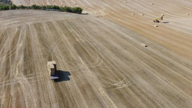 British Agricultural and Harvesting Fields Farms at Sunset Time. High Angle Footage taken with drone's camera on a hot summer day of England. Agricultural Farms and Working Machines at Dunstable Downs