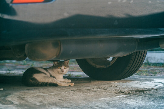 The cat under the car