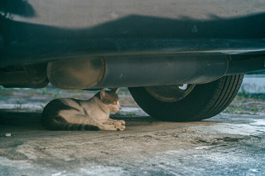 The cat under the car